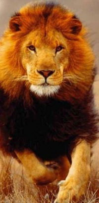 Игорь Загребин