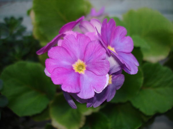 Татьяна Кириллова