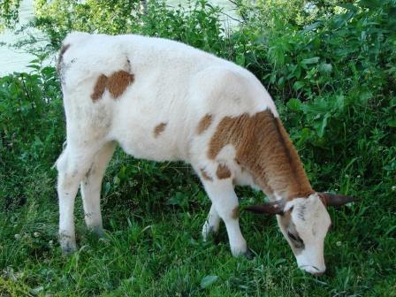 Агровит Гигиена-Био