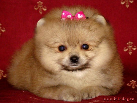 Родионова Юлия