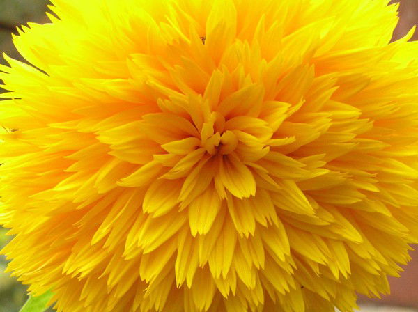 Рита Горлик