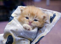 Наташа Тарашевская