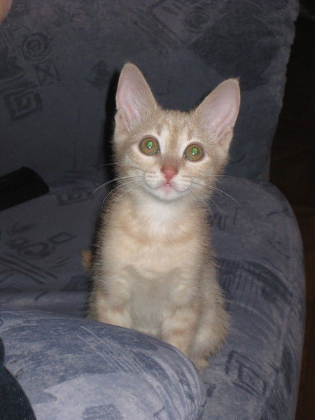 Вячеслав Апаллонов