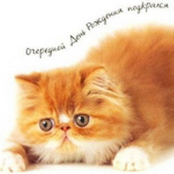 Светлана Майорова