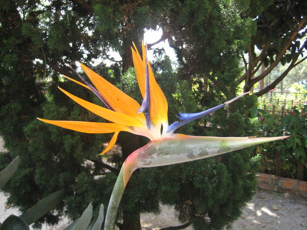 Натка Лебедь