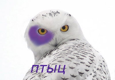 Птица Ирская