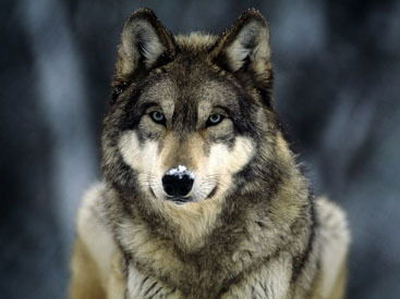 Одинокий Волк