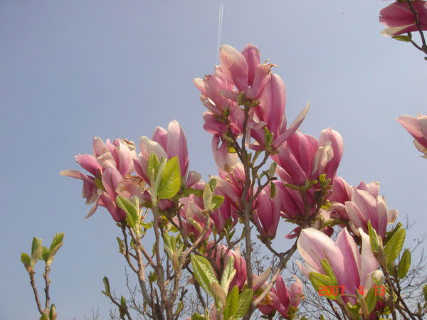 Валентина Колотиевская