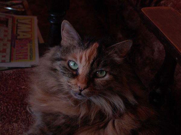 Вера Молчанова