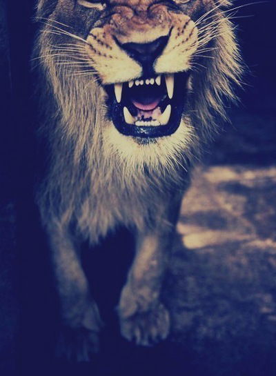 Снежана Михайлова