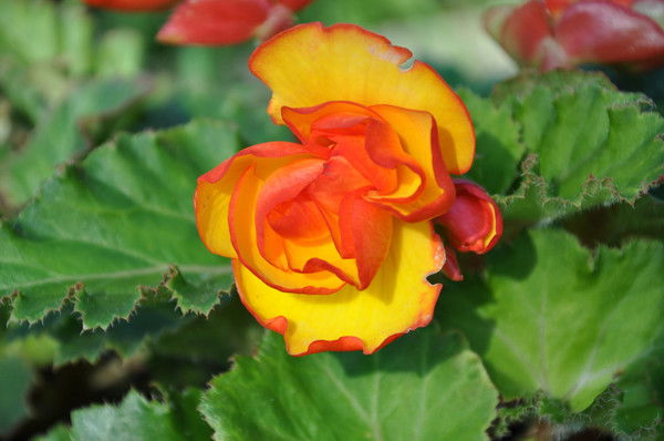 Елена Сидорова