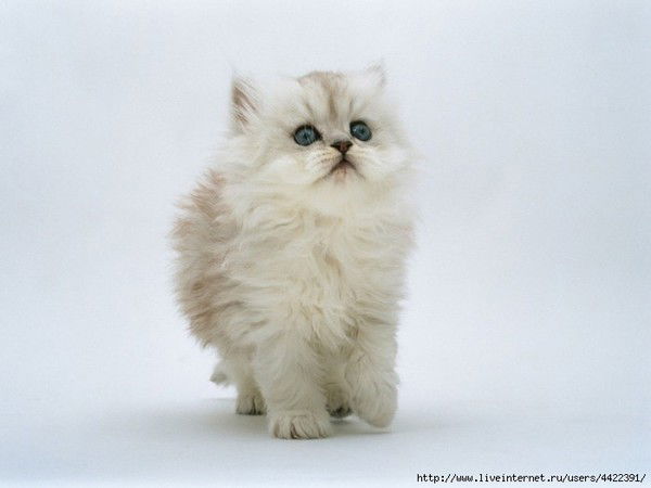 Ирина Ирина