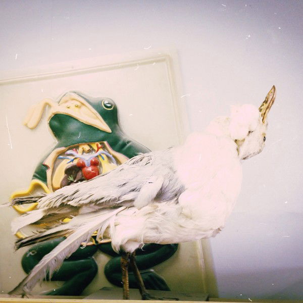 Дрозд Дроздович