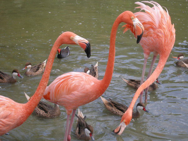 Наталья Довлад