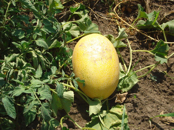 Антон Пушпышев