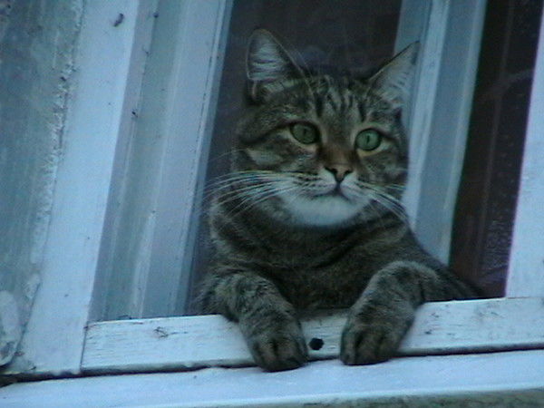 Алексей Пушкин