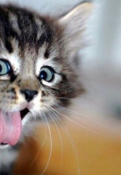 Ольга Веселова