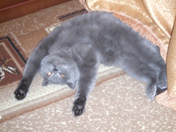 Паша Ладыка