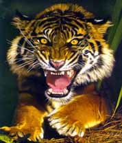 Андрей Корюкин