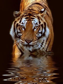 Сергей Мирошниченко