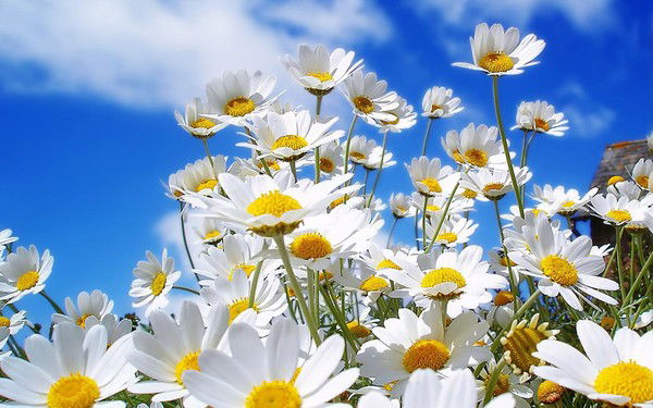 Диана Солнтсе