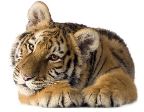 Евгений Василевсеий