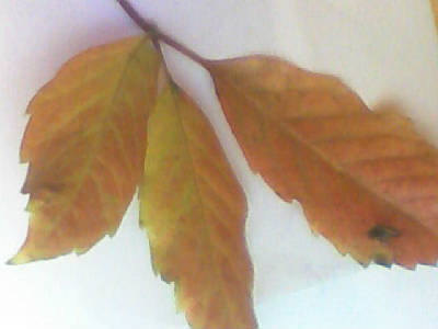 Александр Галич