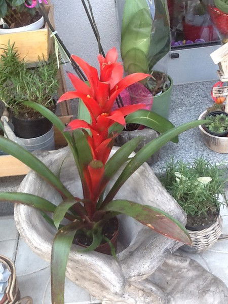 Игорь Глущенко