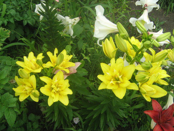 Марина Домненко