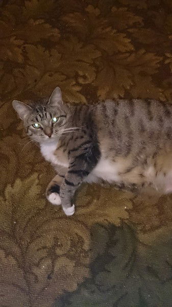 Евгений Прокопович