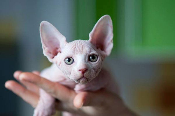 Анастасия Ольга Илеткины