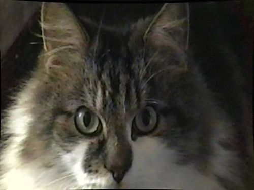 Игорь Петров