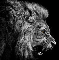 Руся Балтрушевич