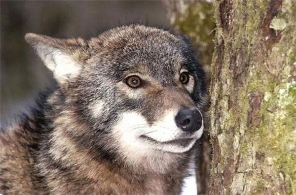 Хусрав Якубов