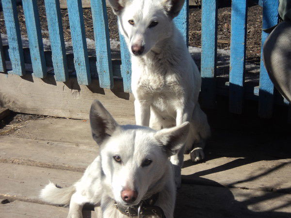 Саша Новикова