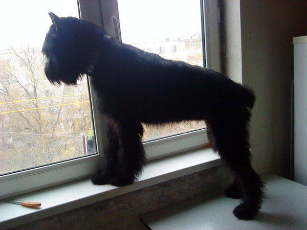 Елена Борисова