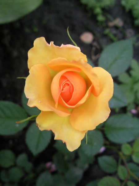 Юлия Григорьева