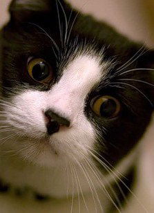 Колян Петров