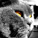 Кот Компот