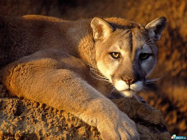 Ланкина Ирина