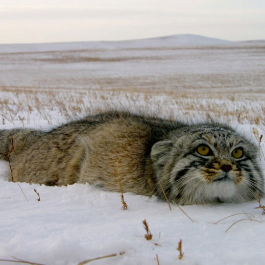 Ольга Солонова