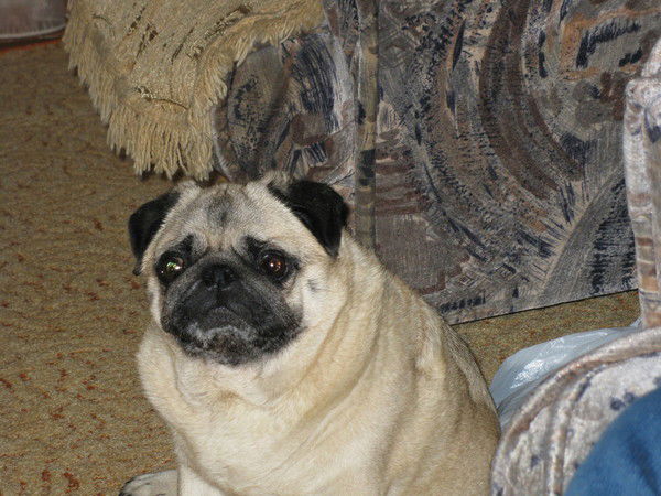 Елена Станкевич