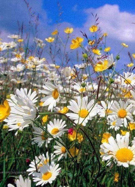 Настя Сокольникова