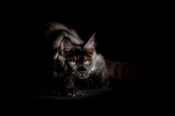 Дмитрий Аргутин