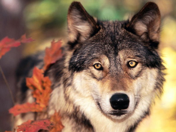 Неизвестно Неизвестно