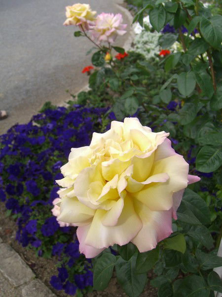 Анатолий Мо