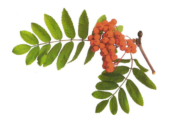 Центр Развития Ребенка Детский Сад №11 "