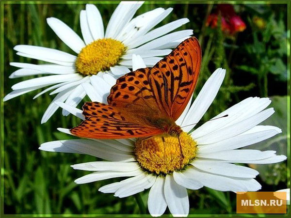 ...ромашка ...