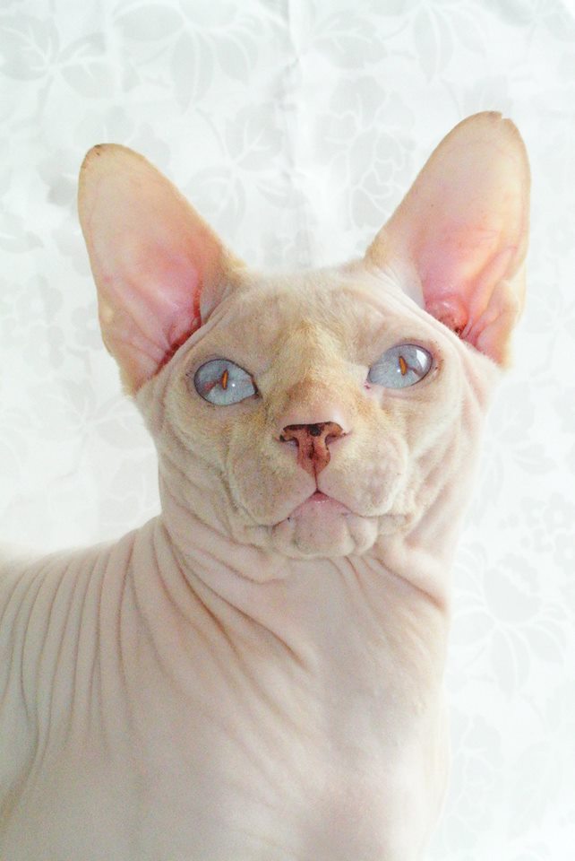 Елена Никольских