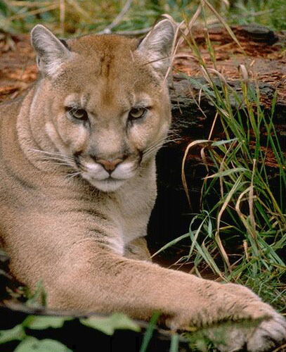 Евгения Беляева